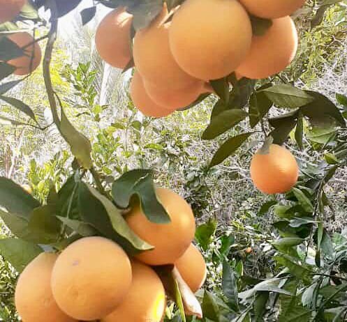 برداشت ١۶٠٠ تن مرکبات از باغات شهرستان فنوج