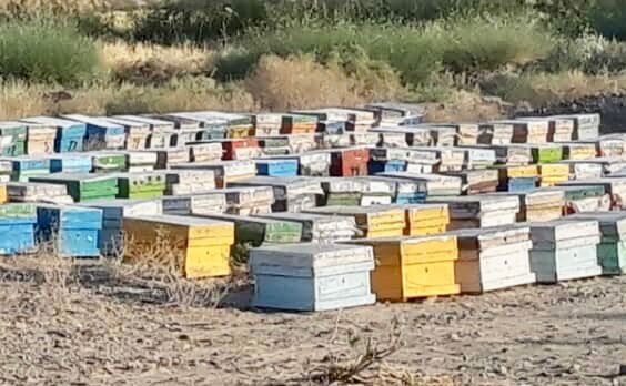 تولید بیشترین عسل سیستان و بلوچستان در زهک