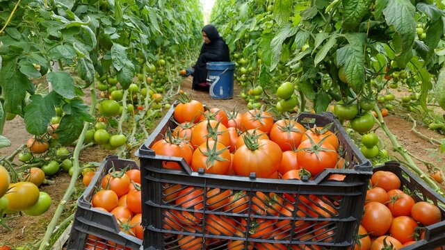 صادرات ۳۶۰ تن محصولات گلخانهای میرجاوه به خارج از کشور صادرات ۳۶۰ تن محصولات گلخانهای میرجاوه به خارج از کشور