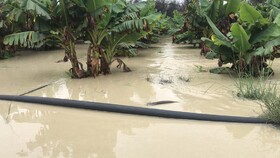 خسارت ٣۴٠میلیارد ریالی بارندگی‌های اخیر به بخش کشاورزی شهرستانهای کنارک و زرآباد
