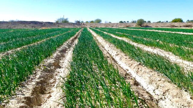 کشت بیش از ٢۴ هزار هکتار محصولات سبزی و صیفی در سیستان وبلوچستان 
