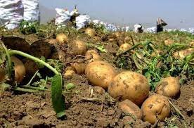 کشت سیب زمینی در شهرستان خاش آغاز شد کشت سیب زمینی در شهرستان خاش آغاز شد