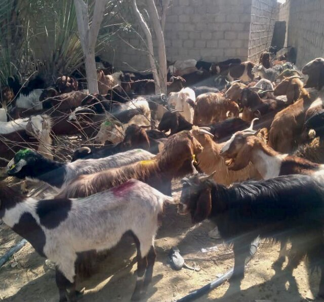 ۲۱۹ رأس دام سبک مولد بین دامداران دشتیاری توزیع شد