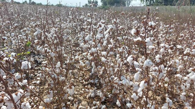 کشت قراردادی پنبه در سیستان و بلوچستان از شهرستان دلگان آغاز شد کشت قراردادی پنبه در سیستان و بلوچستان از شهرستان دلگان آغاز شد