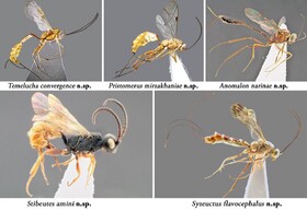 کشف پنج گونه جدید از زنبورهای پارازیتویید ایران توسط محققان دانشگاه زابل