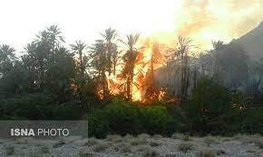 ۲۳۰ نفر نخل در لاشار سیستان و بلوچستان در آتش سوخت ۲۳۰ نفر نخل در لاشار سیستان و بلوچستان در آتش سوخت
