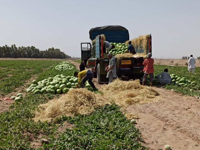 برداشت هندوانه از اراضی شهرستان بمپور