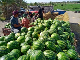 برداشت هندوانه از مزارع کشاورزان شهرستان دلگان