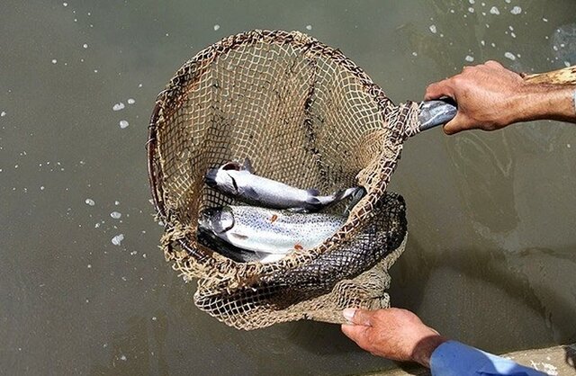 اولین برداشت ماهی سردآبی در شهرستان سیب و سوران