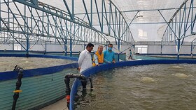 نظارت بهداشتی دامپزشکی و توسعه صنعت پرورش میگو