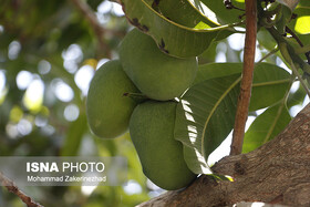 پیش‌بینی برداشت بیش از ١٨ هزار تن انبه در سیستان و بلوچستان