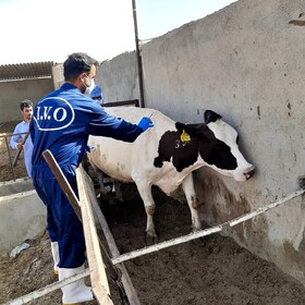 حذف ارز  ترجیحی بر قیمت دارو، واکسن و مواد بیولوژیک دامی بی تاثیر است