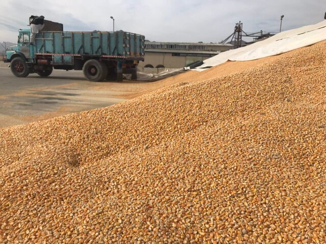 توزیع بیش از ۴٢ هزارتن نهاده دام و طیور در سیستان وبلوچستان