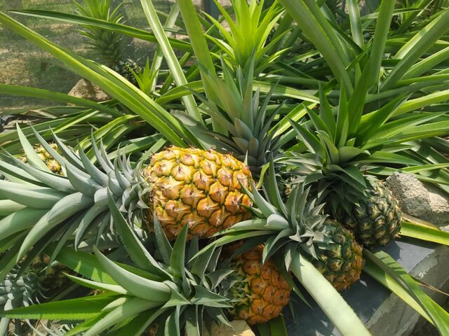 شرایط مناسب سرمایه گذاری بخش خصوصی برای تولید آناناس در چابهار