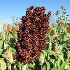 کشت بیش از یک هزار هکتار سورگم دانه ای در مزارع سیستان و بلوچستان