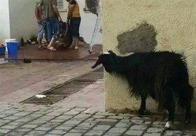 آمادگی کامل دستگاه قضا با شهرداری زاهدان در خصوص جلوگیری از ذبح دام در نقاط مختلف شهر