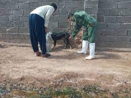 اجرای طرح واکسیناسیون هاری سگ های قلاده دار در شهرستان مرزی میرجاوه