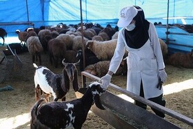 آمادگی کامل دامپزشکی سیستان و بلوچستان برای ایام عید قربان