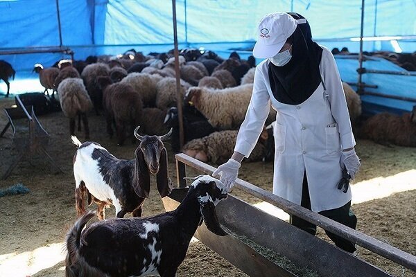 آمادگی کامل دامپزشکی سیستان و بلوچستان برای ایام عید قربان