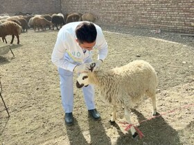 بازرسی بیش از۲۳هزار رأس لاشه و دام زنده در استان سیستان بلوچستان