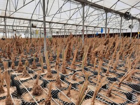 ٣ هزار هکتار نخلستان در سیستان وبلوچستان احداث می‌شود