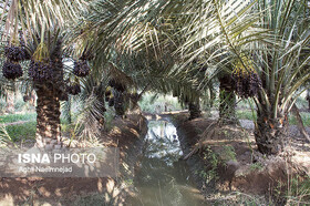 بیشترین خسارت بارندگی‌های اخیر به نخلستانهای بلوچستان وارد شد