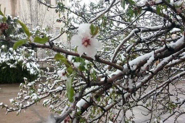 سرمای دیررس بلای جان زردآلوی استان سمنان/ خسارت 15درصدی به زراعت کالپوشی‌ها