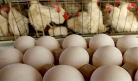 رشد 20درصدی تولید تخم‌مرغ با افتتاح یک واحد بزرگ در سمنان/انجام سالانه 25 میلیون جوجه‌ریزی