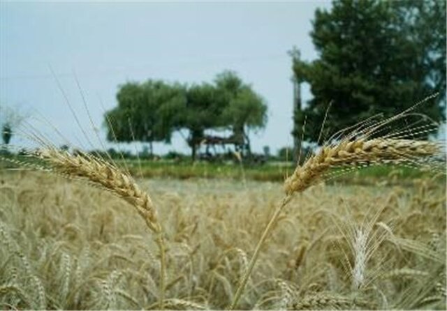 تصویب ۳۵ واگذاری اراضی کشاورزی در سمنان/ اصلاح نژاد گوسفند «سنگسری»در میامی