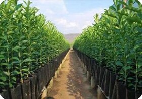 باغ‌های مادری زردآلو،انگور و بادام در استان سمنان ایجاد می‌شوند