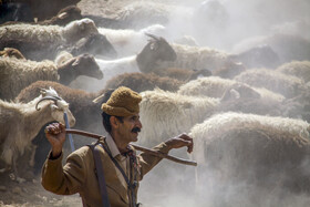 شغل اصلی مردان عشایر ایل سنگسری، دامداری است و گوشت بره سنگسری و لبنیات اصیل سنگسری از مهترین و پر فروش ترین محصولات دامی عشایر ایل سنگسری است