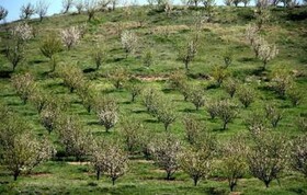توسعه باغات و گیاهان دارویی در اراضی شیب‌دار استان سمنان