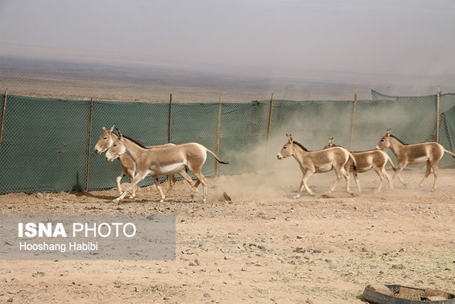 اینجا گستره‌ای امن برای حیات‌وحش است