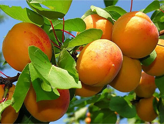 داغ توأمان گرما و سرما بر دل زردآلوکاران شاهرودی