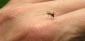 پشه‌ای که سالانه یک میلیون را در جهان به کام مرگ می کشانند