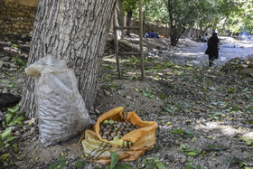 برداشت سنتی گردو - شهمیرزاد سمنان
