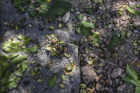 برداشت سنتی گردو - شهمیرزاد سمنان