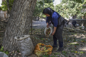 برداشت سنتی گردو - شهمیرزاد سمنان