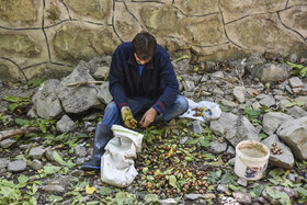 برداشت سنتی گردو - شهمیرزاد سمنان