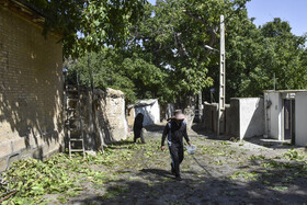 برداشت سنتی گردو - شهمیرزاد سمنان