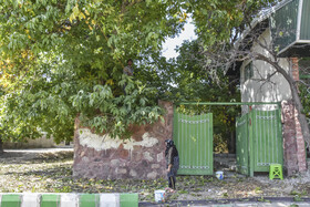 برداشت سنتی گردو - شهمیرزاد سمنان