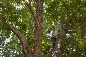برداشت سنتی گردو - شهمیرزاد سمنان