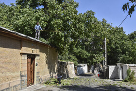 برداشت سنتی گردو - شهمیرزاد سمنان