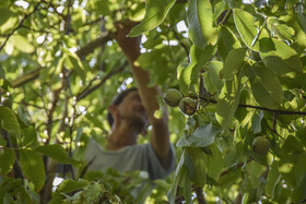 برداشت سنتی گردو - شهمیرزاد سمنان