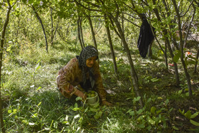 برداشت سنتی گردو - شهمیرزاد سمنان