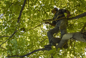 برداشت سنتی گردو - شهمیرزاد سمنان