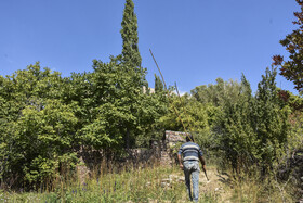 برداشت سنتی گردو - شهمیرزاد سمنان