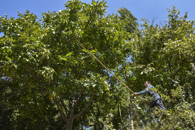 برداشت سنتی گردو - شهمیرزاد سمنان