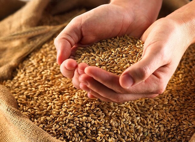 سهم 52 درصدی میامی از تولید گندم استان