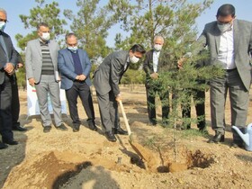 کاشت‌ بذر و نهال در ۱۰ هزار هکتار از عرصه‌های منابع طبیعی استان سمنان
